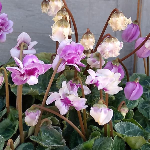 草花の苗/[25年11月中下旬予約]シクラメン（ミニ）：フェアリーピコ・ブルー系3号ポットのサムネイル