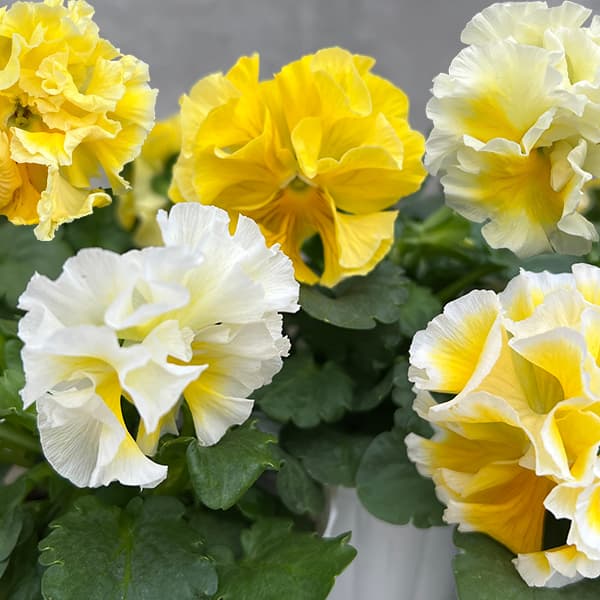 草花の苗/[25年11月中下旬予約]パンジー（フリル咲き）：シュガーボンボン（レモンイエロー系）3-3.5号ポットのサムネイル