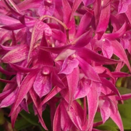 [26年2月中下旬予約]キンギアナム：レッドジャズ3.5号鉢植え