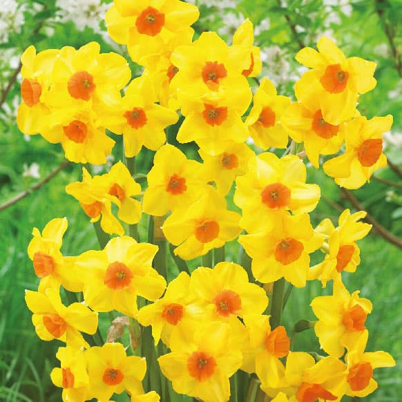 小型 スイセン 秋植え球根球根/[26年9月中下旬予約]水仙：マルチネット 2球入り「マルチネット」は黄色の花弁に橙色の小カップの房咲きスイセンです。たくさんの花を咲かせ、芳香があるので香り水仙としても人気です。植え時：10-12月開花時期：4月頃草丈：約35-45cm用途：切り花、鉢植え、庭植え栽培方法：植えつけ適期は秋です。霜の降りる前に植えつけます。日当たりのよい場所で、よく耕した土に化学肥料等をまぜ、15cm間隔で球根の高さの3倍ほどの深さに、尖った方を上にして植えます。一定期間低温に当たることで開花しますので、鉢植えでも冬は戸外の寒い場所で管理してください。また、水切れすると花が咲かなくなりますので、冬もたっぷり水をやってください。（沖縄地域では花が咲かないことがありますので、ご注意ください）※球根の表皮が剥けていたり、細かな傷がある場合がありますが、生育には支障ありません。※写真は開花時のイメージです。■9月中旬〜9月下旬頃のお届けの予約販売です。・出荷開始予定：2026年9月中旬〜・注文締切日：2026年9月14日（月）午前7時まで・「9月中下旬予約」カテゴリ以外の商品とはご一緒にご注文いただけません。（商品名の頭に「[26年9月中下旬予約]」が付いている商品となります）・ご注文同士をおまとめすることはできません。送料はそれぞれにかかります。・お届け日のご案内は2026年9月15日（火）以降にメールにてお知らせします。お届け日指定はお受けできませんが、曜日や時間帯のご指定は承ります。（受信できるアドレスにてご注文お願いします。）・品種・作柄によりお届け時期が変更になったり、お届けできなくなる場合がございます。[26年9月中下旬予約]水仙：マルチネット 2球入りの栽培ガイド秋植え球根のダブルデッカー植え球根の植付け秋植え球根【秋植え球根】植えつけ深さの目安