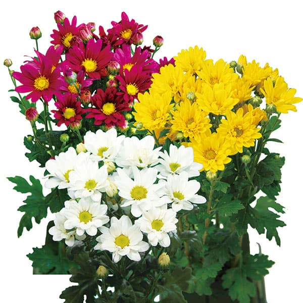 草花の苗/[26年3月中下旬予約]二度咲く小菊:3種植え（花火・こだま・銀スター）4号ロングポット