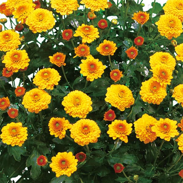 ��֤���/[26ǯ4����ͽ��]�����ʵơˡ������ǥ�ߥꥪ��ޥࡦ��å���2.5��ݥå�