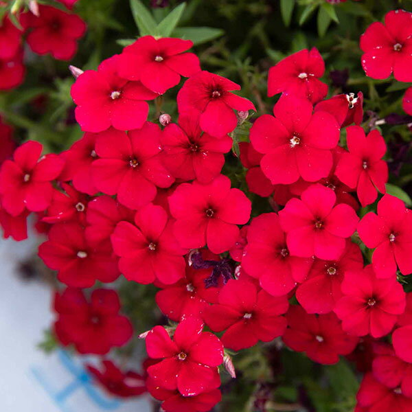 草花の苗/[26年3月中下旬予約]...