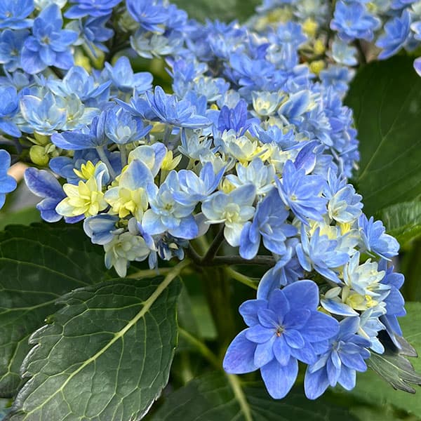 花木庭木の苗/[26年2月中下旬予...