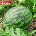 野菜の苗/[24年4月下旬予約]スイカ：しろこだま(R)接木苗3.5号ポット 6株セット