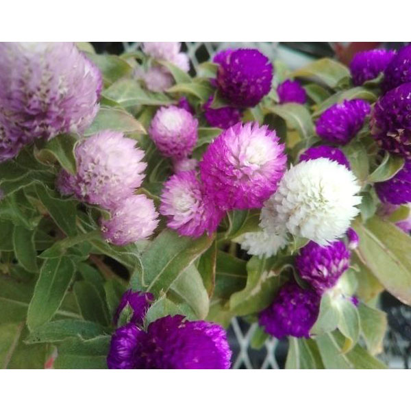 草花の苗/[26年4月下旬予約]ばらまき千日紅（センニチ