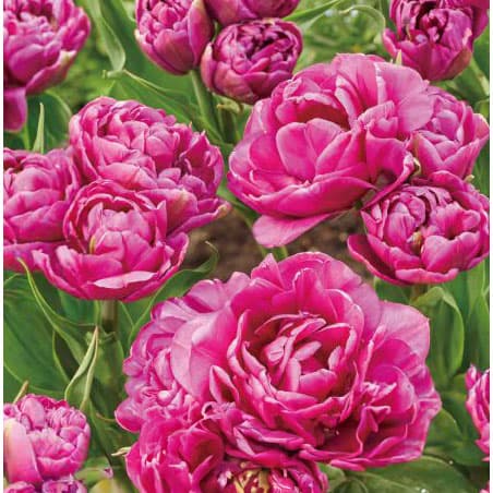 球根/[25年10月中下旬予約]チューリップ：カステラ3球入りのサムネイル