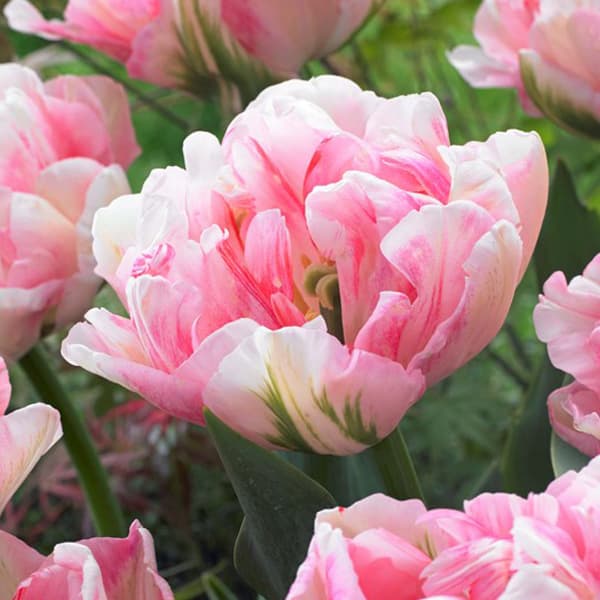 球根/[25年9月中下旬予約]チューリップ（八重咲き）：フィノーラ3球入り（DL）のサムネイル