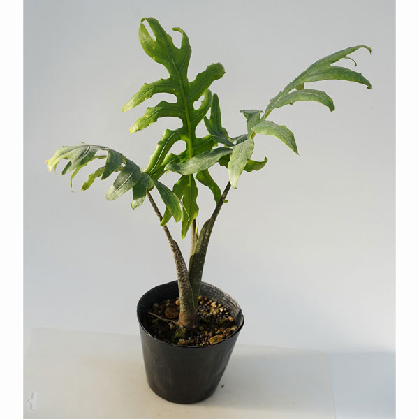 観葉植物/[26年4月上旬予約]アロカシア：ブランキフォリア 4号ポット