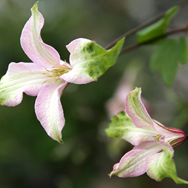 クレマチスの苗/[26年2月中下旬予約]クレマチス：あわい4.5号ポット