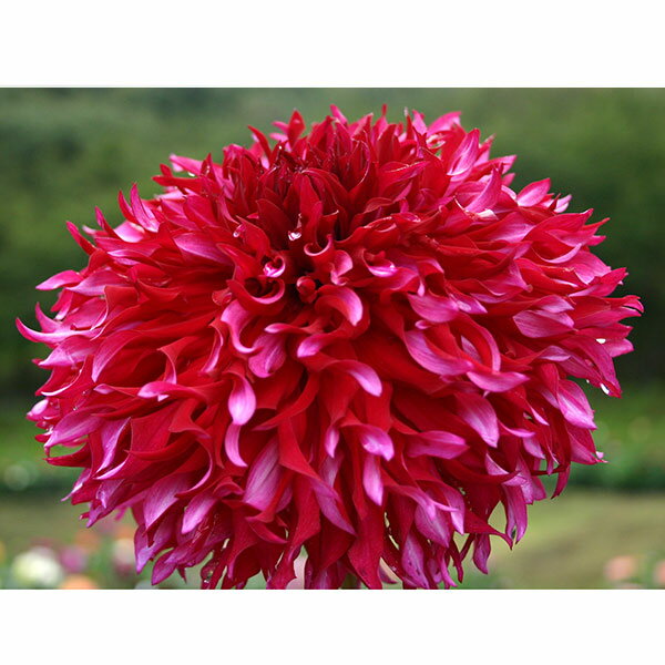 球根/[26年3月中下旬予約]ダリア：乱れ髪（ミダレガミ）1球入り