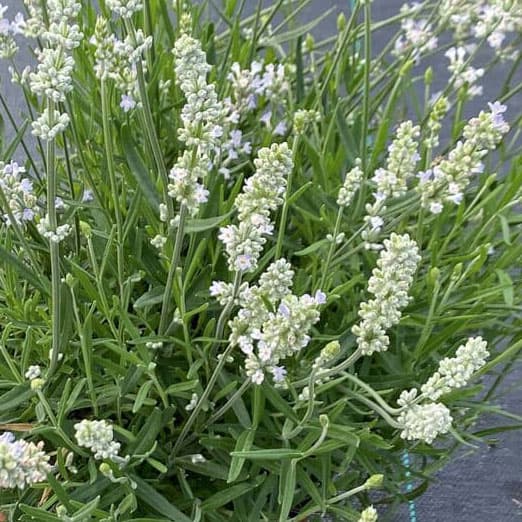 ハーブの苗/[26年4月上旬予約]ラベンダー：イングリッシュラベンダーホワイト（ブルーティエリーブラン）3号ポット