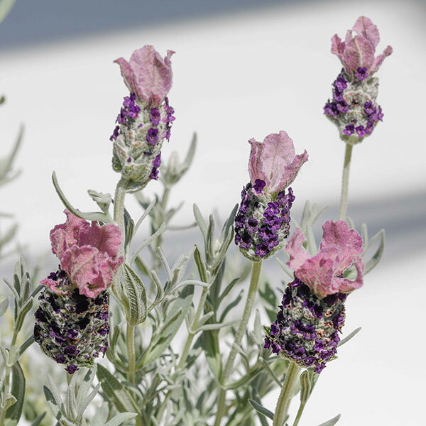 ハーブの苗/[26年3月中下旬予約]フレンチラベンダー： ティアラパン パープル 3.5号ポット