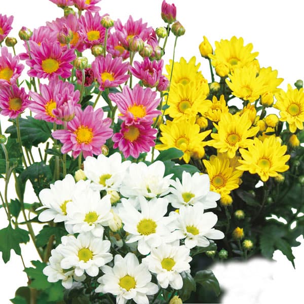 楽天市場】小菊の苗の通販