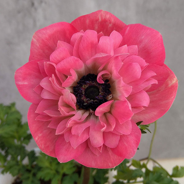 草花の苗/[25年12月上中旬予約]アネモネ【極-KIWAMI-】：ポルトダブル　ピンク3.5号ロングポットのサムネイル
