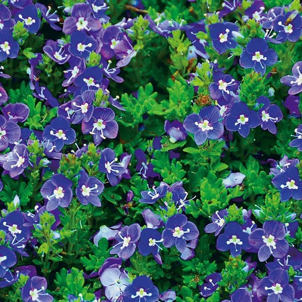 草花の苗/[26年3月中下旬予約]...