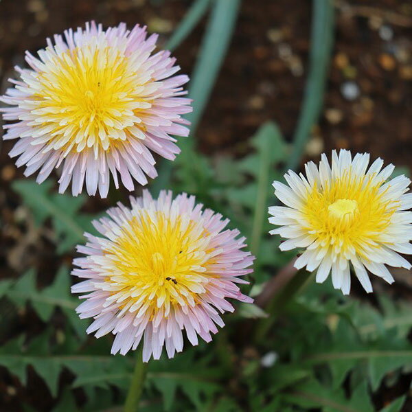 楽天市場】たんぽぽ 苗の通販