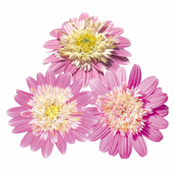 草花の苗/[24年3月中下旬予約]オステオスペルマム：ラブポーション3号ポット*のサムネイル