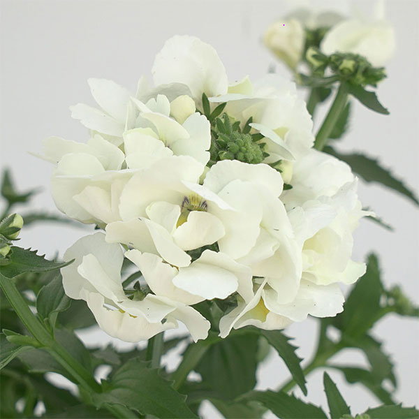 草花の苗/[25年11月中下旬予約]ネメシア：モフモフ ホワイト3.5号ポットのサムネイル