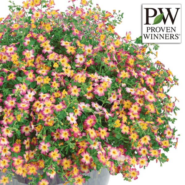 [24年5月中下旬予約]ジャメスブリタニア：サファリ　ピーチサンセット5号ポットのサムネイル