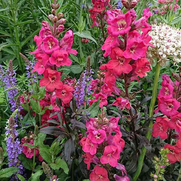 草花の苗/[26年3月中下旬予約]...