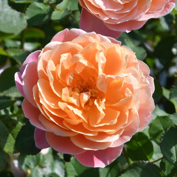 バラの苗/[26年1月中下旬予約]ロサ・オリエンティス：タペストリー大苗6号角鉢植え(バラ)