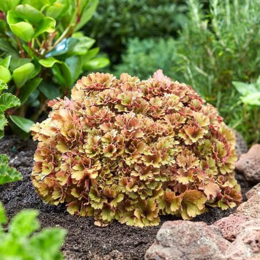 クシュっとした葉が面白い こんもり可愛いフリフリヒューケラ ツボサンゴ草花の苗/[26年9月中下旬予約]ヒューケラ：フリリィ3号ポットフリリィはフリンジの葉がまるで花びらのように幾重にも重なる、ユニークな品種です。フリフリの葉が密に集まり、こんもりとした草姿がとても可愛らしいです。季節により、キャラメルピンク〜シナモンオレンジ〜バーガンディと葉色が変化するのも魅力。丈夫で強健な性質です。ヘウケラ（ヒューケラ）はメキシコ原産のユキノシタ科の宿根草。葉は常緑のため、カラーリーフとして1年中楽しめます。タイプユキノシタ科ツボサンゴ属の耐寒性常緑多年草和名ツボサンゴ原産地北アメリカ草丈20〜30cm横張り35〜45cm開花期晩春〜初夏用途花壇、鉢植え、切り花、グランドカバー、シェードガーデン、コンテナ、ハンギングバスケットなど日照日当たり〜半日陰（5月中旬頃〜9月頃は半日陰（シェードガーデン）で）耐寒性マイナス15度まで栽培方法：保水性のある、肥沃な場所を好みます。夏の強い直射日光にあたると葉焼けして株が弱るので、西日のあたらない場所に植えてください。株間25〜30cmに植え付けてください。暑さ、寒さにつよく強健ですので栽培に手間はかかりません。蒸れと乾燥に弱いので、水を切らさないように、かつ水はけよく管理してください。写真は成長時のイメージですが、お届けの際は苗の状態です。お届け時の姿やサイズには個体差があり、写真と異なる場合があります。葉色は季節や置き場所によって変化します。　 ■9月中旬〜9月下旬頃のお届けの予約販売です。・出荷開始予定：2026年9月中旬〜・注文締切日：2026年9月14日（月）午前7時まで・「9月中下旬予約」カテゴリ以外の商品とはご一緒にご注文いただけません。（商品名の頭に「[26年9月中下旬予約]」が付いている商品となります）・ご注文同士をおまとめすることはできません。送料はそれぞれにかかります。・お届け日のご案内は2026年9月15日（火）以降にメールにてお知らせします。お届け日指定はお受けできませんが、曜日や時間帯のご指定は承ります。（受信できるアドレスにてご注文お願いします。）・品種・作柄によりお届け時期が変更になったり、お届けできなくなる場合がございます。[26年9月中下旬予約]ヒューケラ：フリリィ3号ポットの栽培ガイド日陰の庭におすすめのカラーリーフヒューケラは葉色の絵の具箱