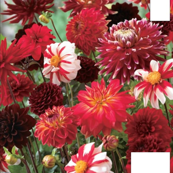 �庬/[26ǯ4����ͽ��]���ꥢ������ǡ������ߥå��� ��åɥߥå���5������