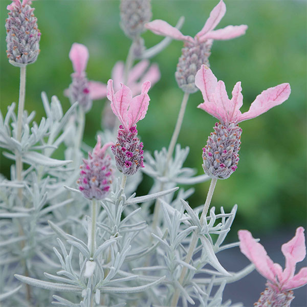 ハーブの苗/[26年3月中下旬予約]フレンチラベンダー： ティアラパン ピンク 3.5号ポット