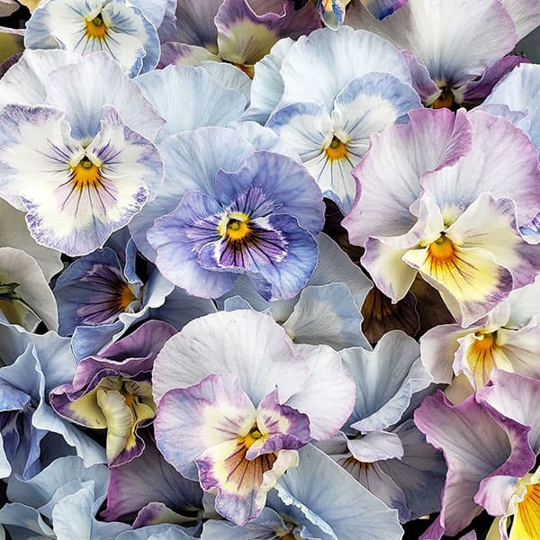 草花の苗/[送料無料][24年11月中下旬予約]パンジー：ジョリーアンジュ3.5号ポット 12株セットのサムネイル