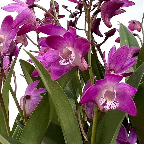 [26年2月中下旬予約]キンギアナム：麗香 REIKA3.5号鉢植え