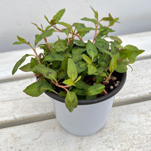 ハーブの苗/[26年4月上旬予約]...