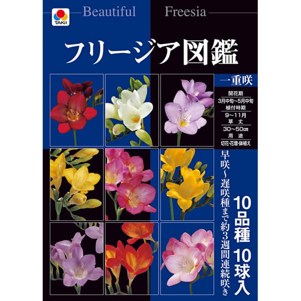 Rakuten - 球根/[26年9月中下旬予約]フリージア図鑑：一重咲き（10品種の球根セット）