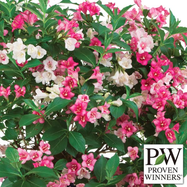 晩春開花 タニウツギ・1株でマルチカラー！コンパクトで花つきもよい新品種 PW花木 庭木の苗/[26年9月中下旬予約]ワイゲラ：メランジュ トリロジー3.5号ポットオオベニウツギやハコネウツギの仲間の落葉低木で、英名はワイゲラまたはワイゲリア(weigela)です。5〜6月頃に愛らしい筒状ロウト形の花をたくさん咲かせます。トリロジーは従来品種に比べて半分以下の樹高と非常にコンパクト。そのため小スペースや鉢植えでも楽しめます。花付きが良く、枝いっぱいに風鈴のような小花を咲かせます。花は咲き初めは白い花弁でその後すぐに桃色、赤色と次々に変化し、1株で3色のカラーを楽しめます。学名Weigela florida ’VUKOZGEMINI’タイプスイカズラ科の耐寒性落葉低木栽培適地北海道南部以南樹高90-105cm株張90-105cm花期晩春耐寒温度約-30度まで耐暑性レベル★★★★★（ほぼお手入れなしできれいに育つ）日照日向むき→PWの耐暑性レベルとは？栽培方法：日当たりの良い場所を好みます。肥沃で水はけのよい場所を好みますが、ほとんどの土壌で栽培できます。植付けの際は堆肥や腐葉土を十分に土に混ぜて植え込み、よく水遣りしてください。鉢植えもできます。肥料は庭植えの場合はほとんど不要ですが、苗木農地は11〜12月と2〜3月に根元に腐葉土などを施してください。鉢植えの場合は成長に応じて定期的に施します。お届けする苗は3.5号（直径10.5cm）ポット植え、樹高約20cm前後です。樹高は入荷時期により多少変動することがあります。写真は成長・開花時のイメージです。夏〜秋のお届け時は葉の状態がきれいでない場合があります。冬季は落葉の状態となります。※品種登録または出願済みの品種ですので、無許諾で増殖して販売することはできません。■9月中旬〜9月下旬頃のお届けの予約販売です。・出荷開始予定：2026年9月中旬〜・注文締切日：2026年9月14日（月）午前7時まで・「9月中下旬予約」カテゴリ以外の商品とはご一緒にご注文いただけません。（商品名の頭に「[26年9月中下旬予約]」が付いている商品となります）・ご注文同士をおまとめすることはできません。送料はそれぞれにかかります。・お届け日のご案内は2026年9月15日（火）以降にメールにてお知らせします。お届け日指定はお受けできませんが、曜日や時間帯のご指定は承ります。（受信できるアドレスにてご注文お願いします。）・品種・作柄によりお届け時期が変更になったり、お届けできなくなる場合がございます。[26年9月中下旬予約]ワイゲラ：メランジュ トリロジー3.5号ポットの栽培ガイドプルーブンウィナーズ　（PW）PW Japan独自の指標：耐暑性レベルについて