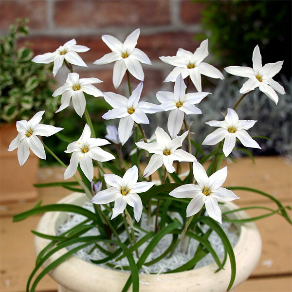 楽天市場】ホワイト（球根｜ガーデニング・農業）：花・ガーデン・DIY