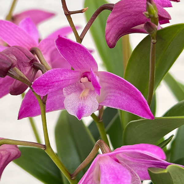 [26年2月中下旬予約]キンギアナム：さくらひらひら3.5号鉢植え