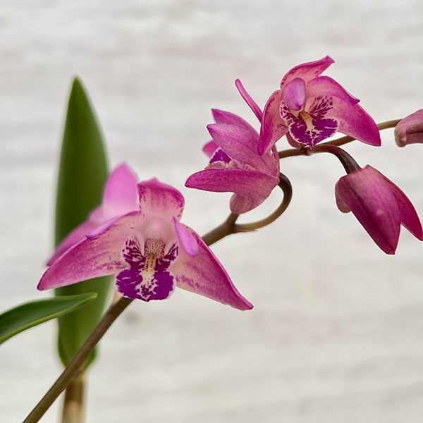 [26年2月中下旬予約]キンギアナム：キャンドルライト3.5号鉢植え