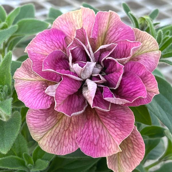 草花の苗/[24年4月下旬予約]ペチュニア：フレル　オーキッド3号ロングポットのサムネイル