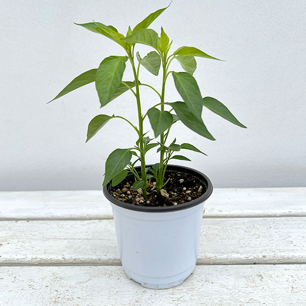 ハーブの苗/[26年4月下旬予約]アジアンハーブ：タイトウガラシ3.5号ポット