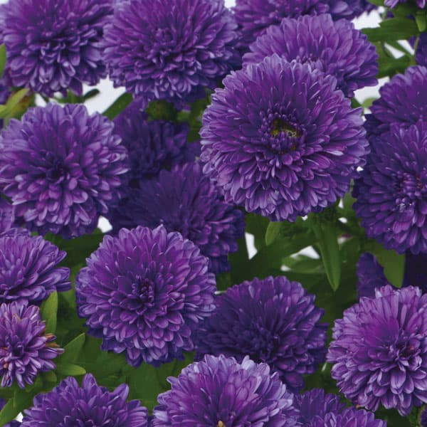 草花の苗/[25年9月中下旬予約]アスター：ショーメーカー　ブルーバイユー3号ポットのサムネイル