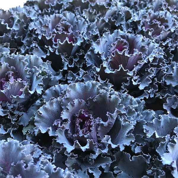 草花の苗/[25年11月中下旬予約]ハボタン：パニエ2.5号ロングポットのサムネイル