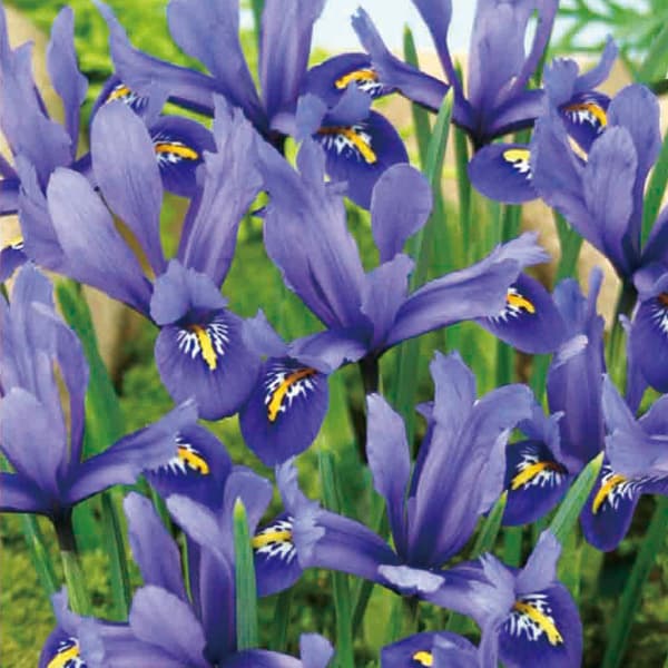 球根/[25年9月中下旬予約]アイリス（ミニ）：ハーモニー5球入りのサムネイル