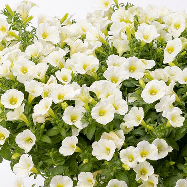 草花の苗/[26年4月上旬予約]ペチュニア：YES！ミルキーシャワー3-3.5号ポット