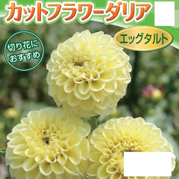球根/[26年3月中下旬予約]ダリア：エッグタルト1球