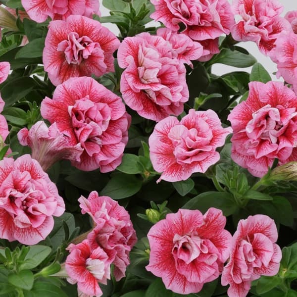 草花の苗/[26年4月上旬予約]ペチュニア：フラメンコ ストロベリー3.5号ポット