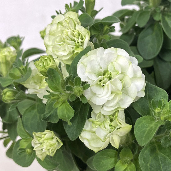 湘南ヴェルデの商品画像