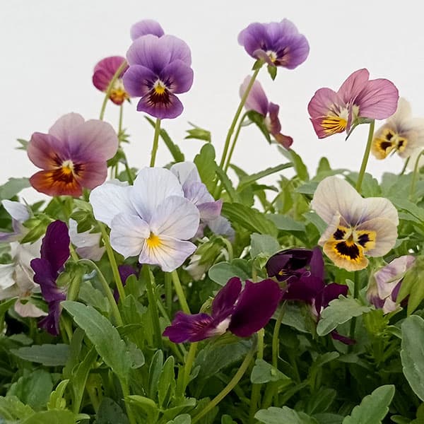 草花の苗/[25年11月中下旬予約]ビオラ：グラデーション3.5号ポットのサムネイル