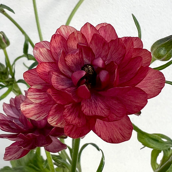 草花の苗/[25年1月中下旬予約]ラナンキュラス：ソルトムーン　あずき3.5-4号ポットのサムネイル