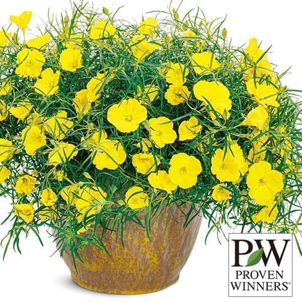 草花の苗/[25年5月中下旬予約]カリロファス：サニーチャープ3号ポットのサムネイル