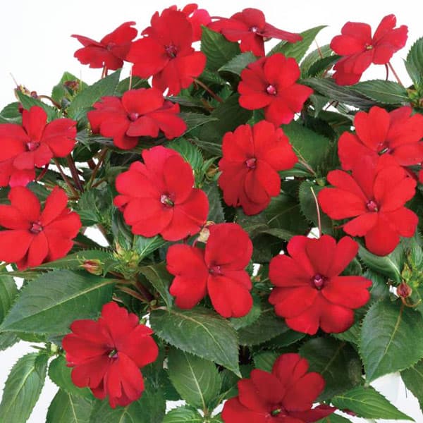 草花の苗/[26年3月中下旬予約]ニューギニアインパチェンス：太陽のサンバ・レッド3号ポット